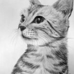 Desenho-Artistico-realista-de-gato