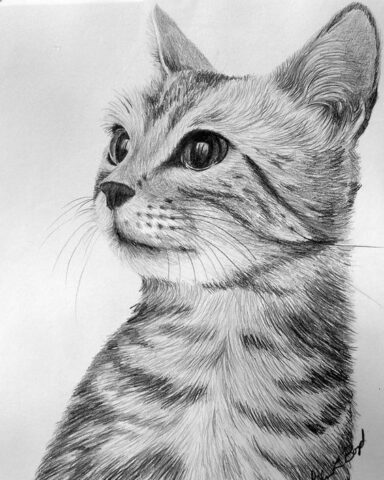 desenho artístico realista de um gatinho