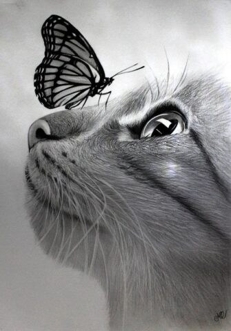 desenho artístico realista de um gatinho com uma borboleta