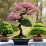 असली बोनसाई और उसकी देखभाल कैसे करें 1