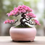 असली बोनसाई और उसकी देखभाल कैसे करें 11