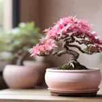 असली बोनसाई और उसकी देखभाल कैसे करें-13