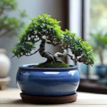 Bonsai-Verdadeiro-e-como-cuidar-4