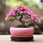 असली बोनसाई और उसकी देखभाल कैसे करें-47