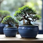 असली बोनसाई और उसकी देखभाल कैसे करें 6