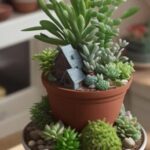 Vaso-de-Suculentas-Naturais-e-Artificiais-36