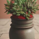 Vaso-de-Suculentas-Naturais-e-Artificiais-41